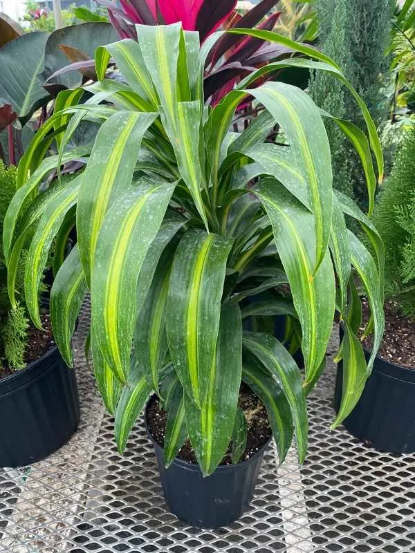 Dracaena Hawaiian Sunshine 1
