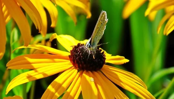 Flowers Attract Pollinators Why Are Flowers Important To Plants