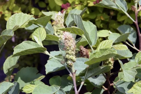 Fothergilla Blue Shadow 2