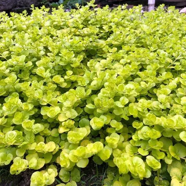Golden Moneywort Creeping Jenny 1