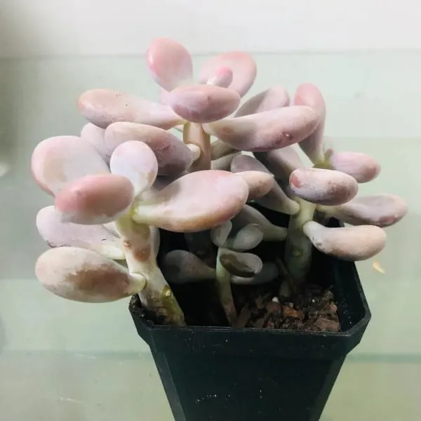 Graptopetalum Amethystinum 1