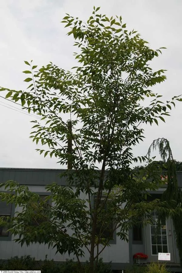 Green Vase Zelkova