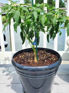 How To Grow Jalapenos In A Pot