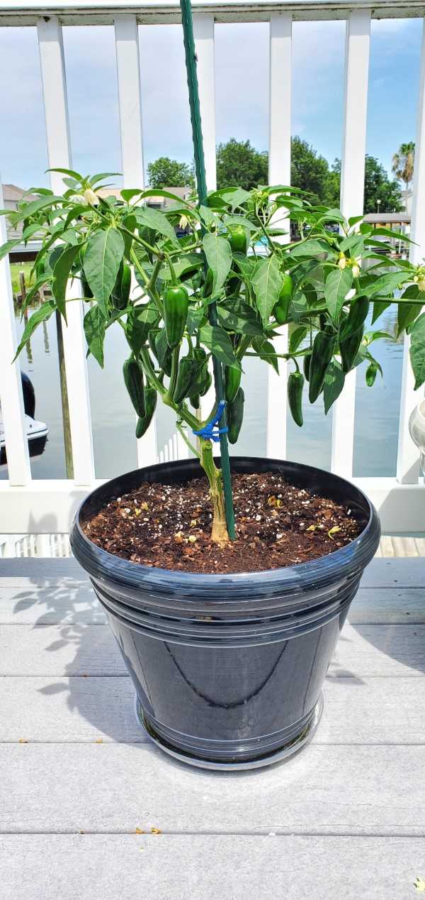 How To Grow Jalapenos In A Pot