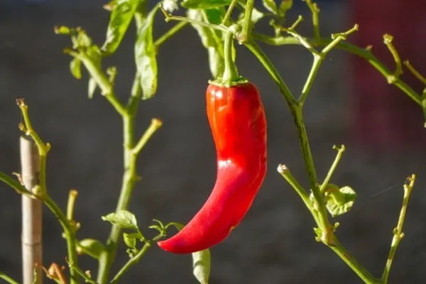 How To Grow Paprika 2