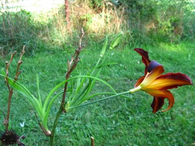 How To Plant Daylily Proliferations