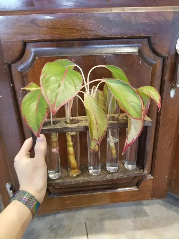 How To Propagate Aglaonema