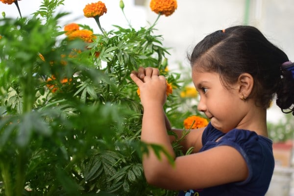 How To Protect Plants From Toddlers