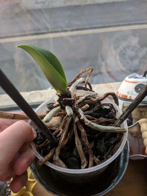 How To Tell If An Orchid Is Dead 2