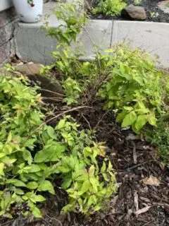 How To Tell If Spirea Is Dead 2
