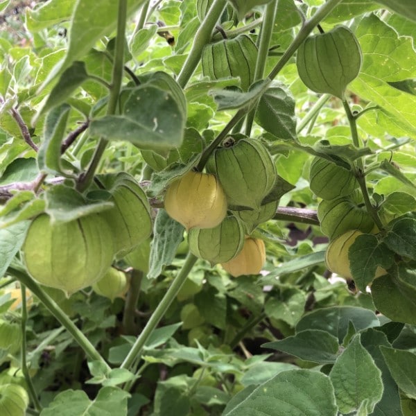 are unripe tomatillos poisonous