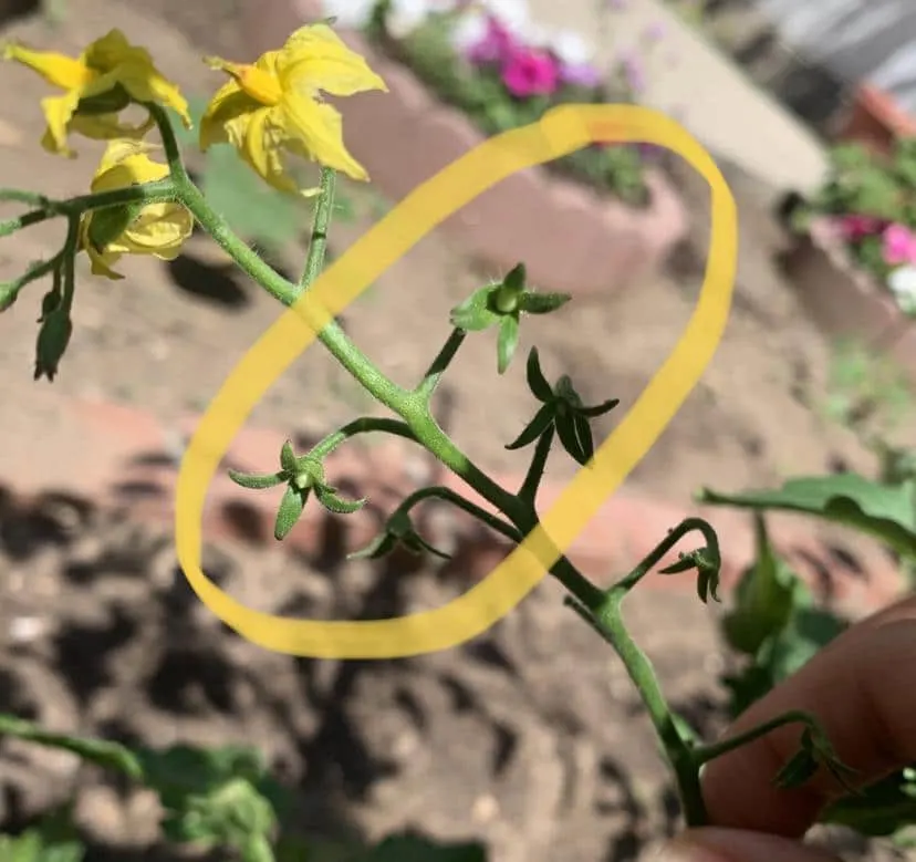 How To Tell If Tomato Flower Is Pollinated: Tips & Solutions 1 How To Tell If Tomato Flower Is Pollinated 1