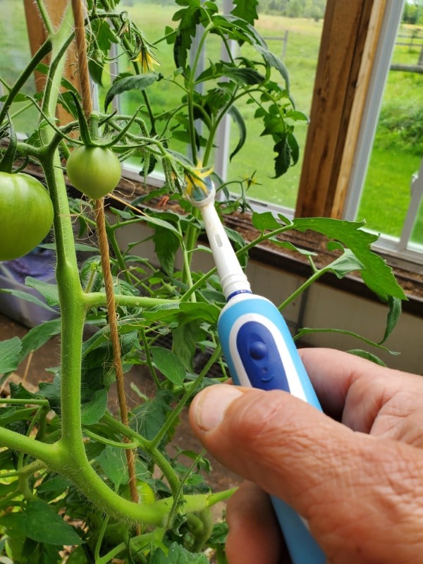 How To Tell If Tomato Flower Is Pollinated 2
