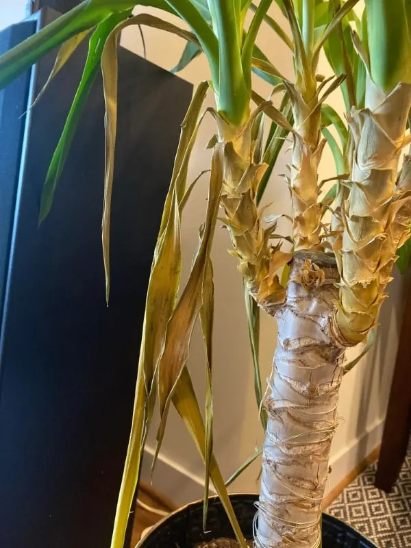 How To Tell If Your Yucca Plant Is Dying 2