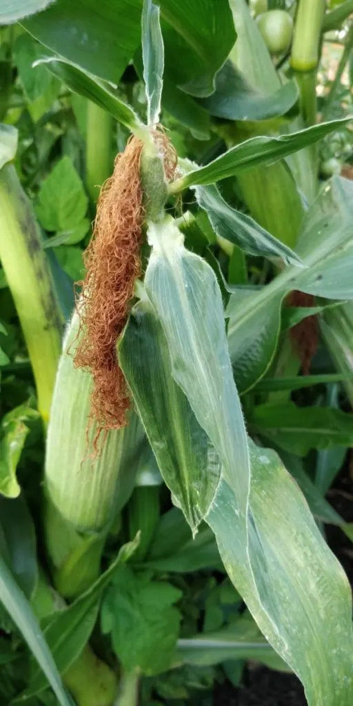 How To Tell When Sweet Corn Is Ready 1