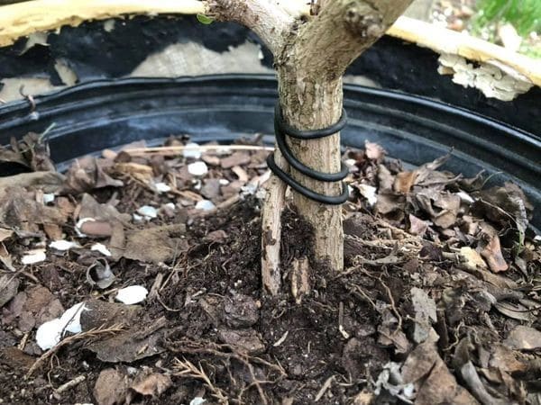 How To Thicken Bonsai Trunk