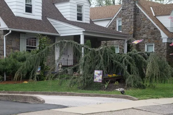 How To Train Weeping Blue Atlas Cedar