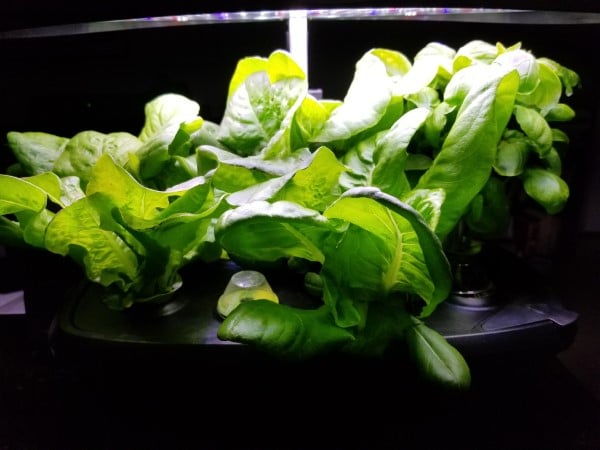 How To Trim Lettuce In Aerogarden