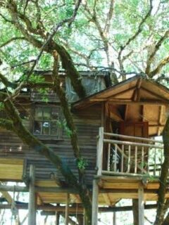 How to Build a Treehouse Without Hurting the Tree 2
