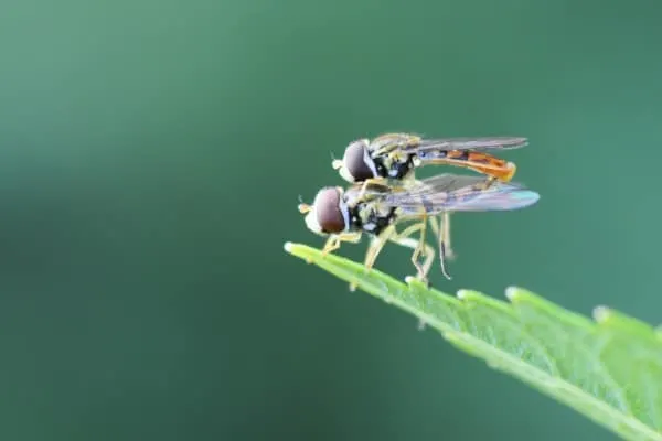How to Get Rid of Hovering Flies on Patio