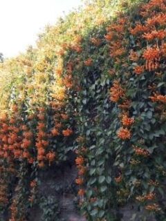 How to Get Rid of Trumpet Vine