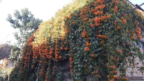 How to Get Rid of Trumpet Vine