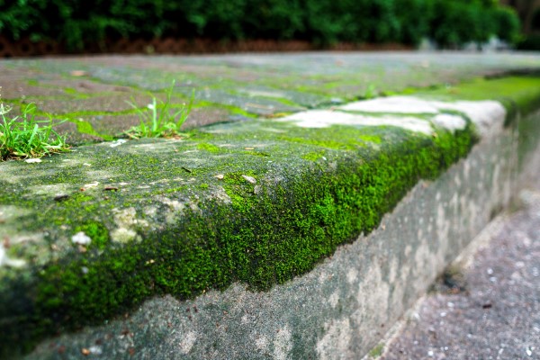How to Grow Moss on Concrete 2