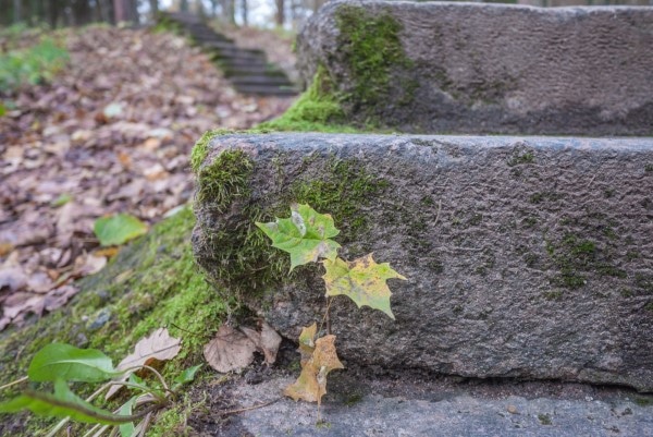How to Grow Moss on Concrete