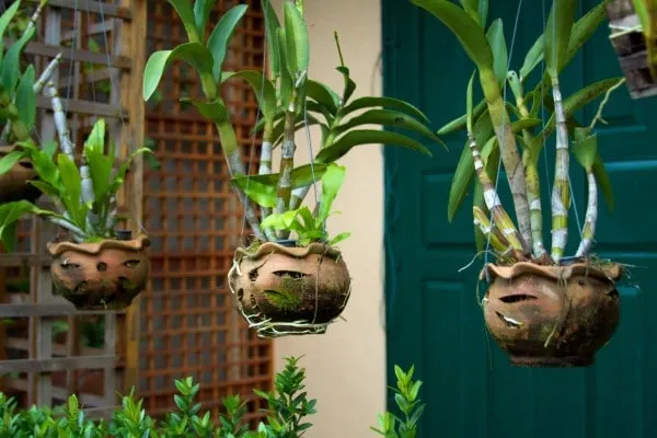 How to Hang Plants Without Drilling