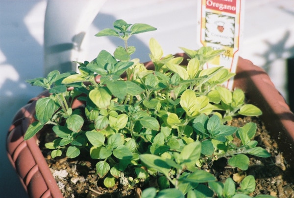 How to Harvest Oregano Without Killing the Plant 1