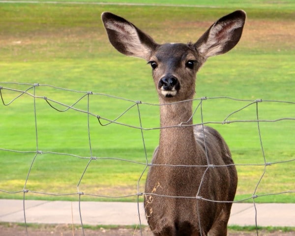 How to Install a Deer Fence 2