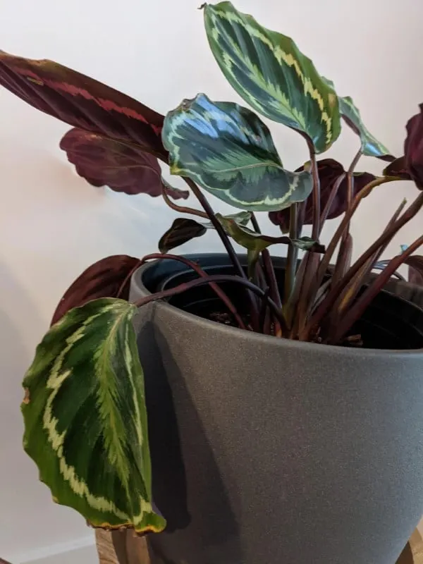 How to Prune Calathea