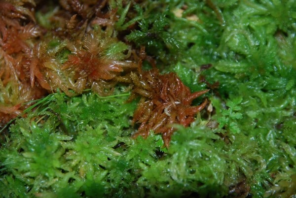 How to Turn Sphagnum Moss Green 1