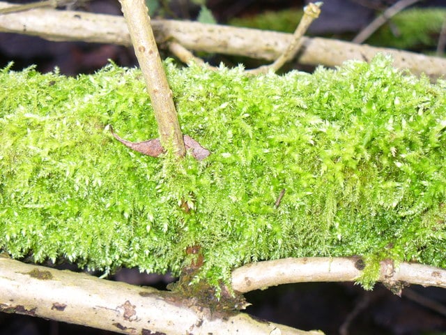 How to Turn Sphagnum Moss Green 2