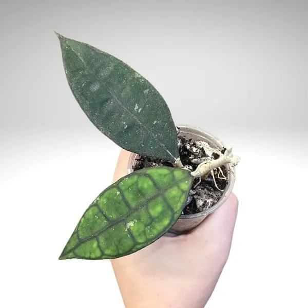 Hoya Finlaysonii