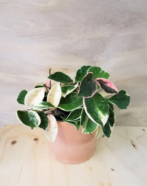 Hoya Krimson Queen 2