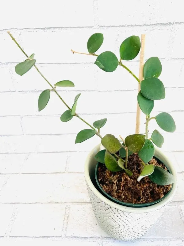 Hoya Nummularioides 1