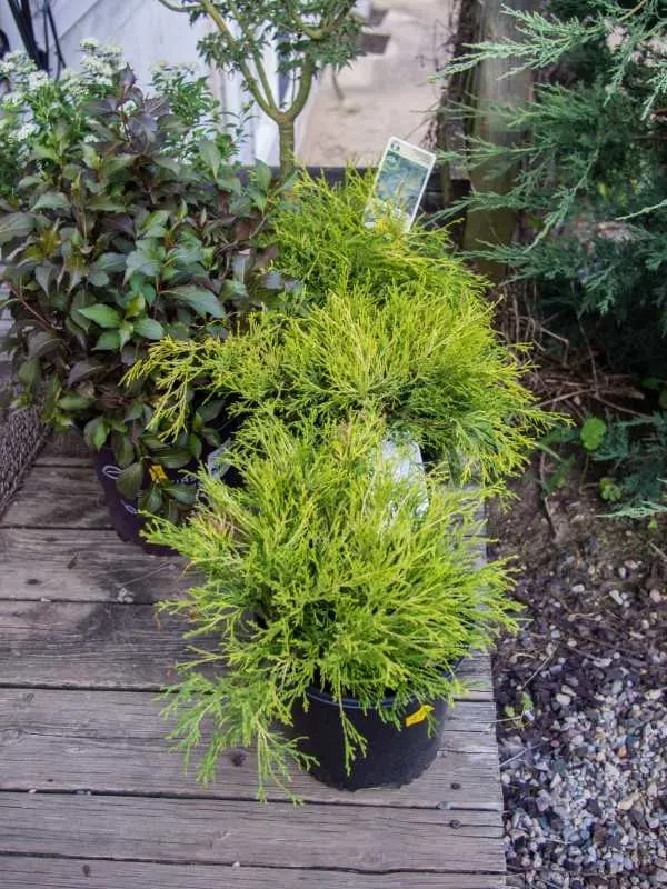 Lemon Thread False Cypress