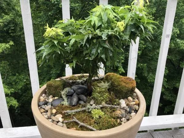 Mikawa Yatsubusa Japanese Maple 1