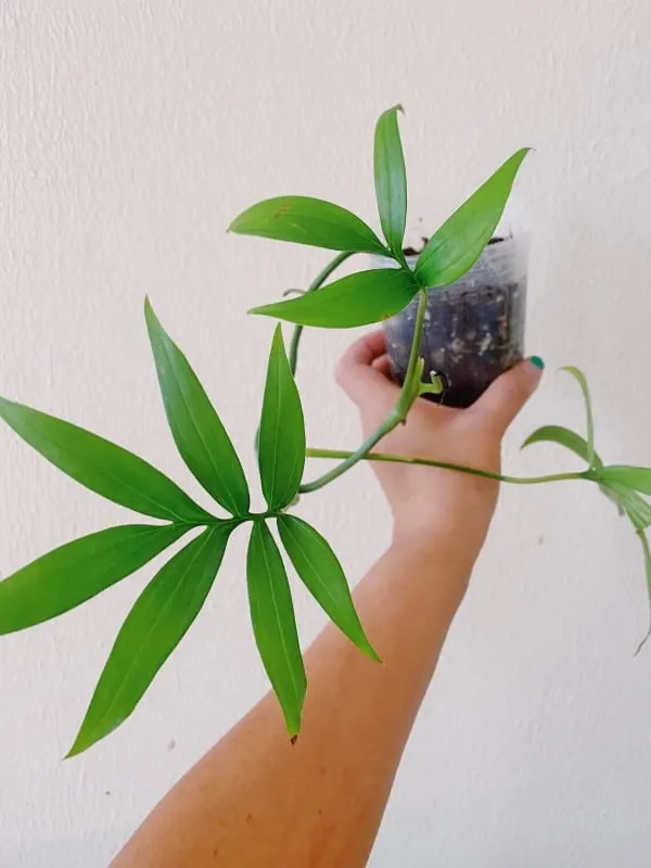 Monstera Subpinnata 1