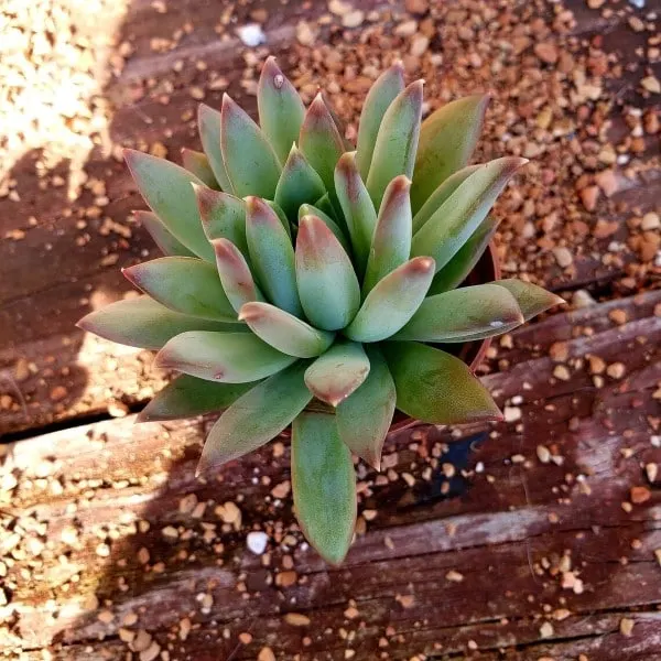 Pachyphytum Hookeri 2