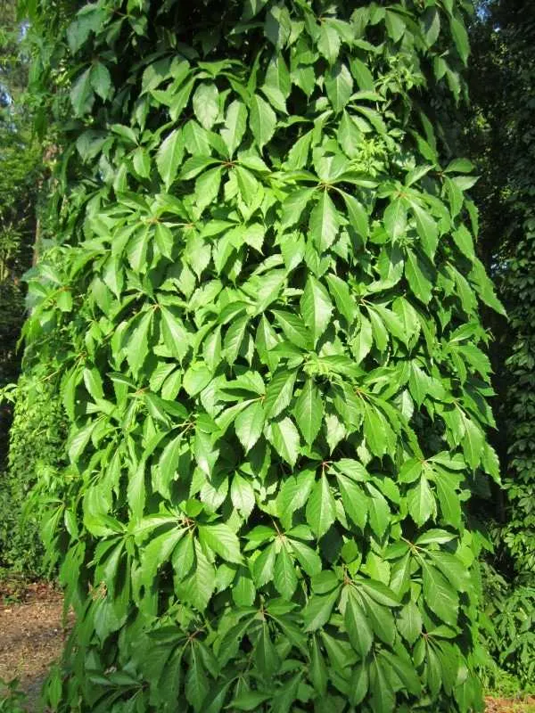 Parthenocissus Inserta 1