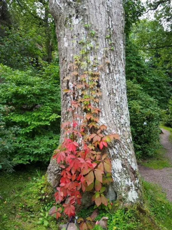 Parthenocissus Inserta 2