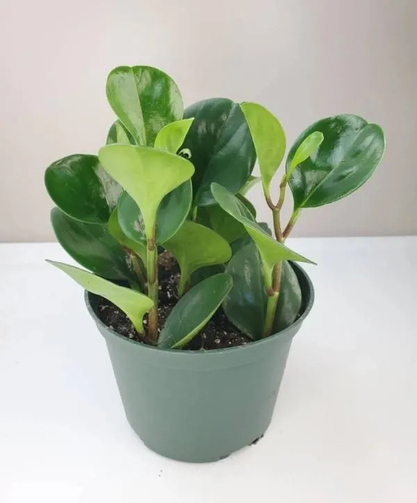 Peperomia Obtusifolia