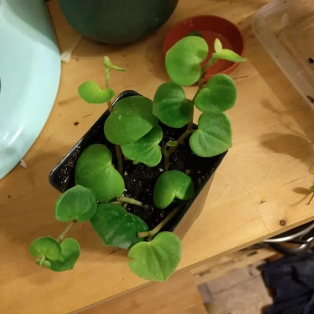 Peperomia Serpens 1