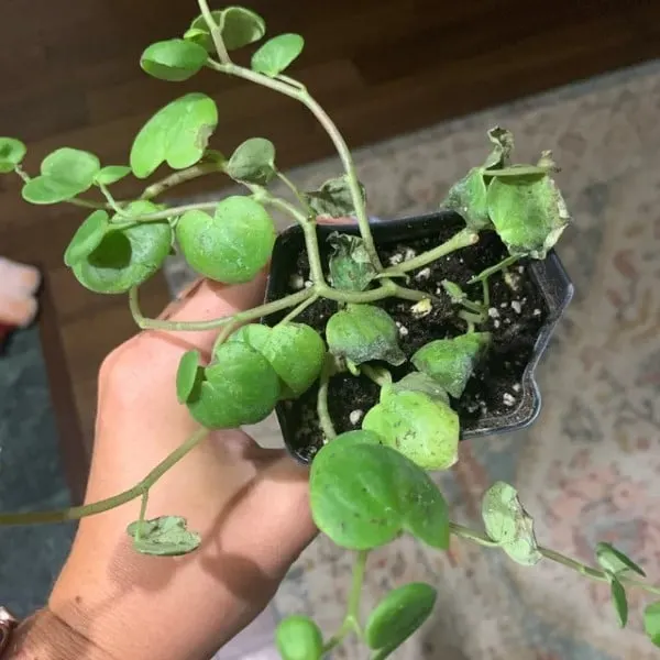 Peperomia Serpens 2