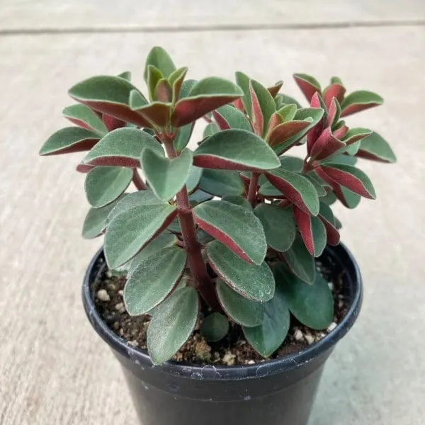 Peperomia Verticillata 1