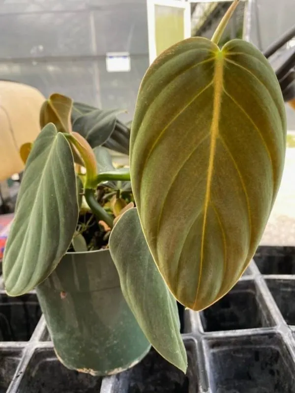 Philodendron Gigas 2