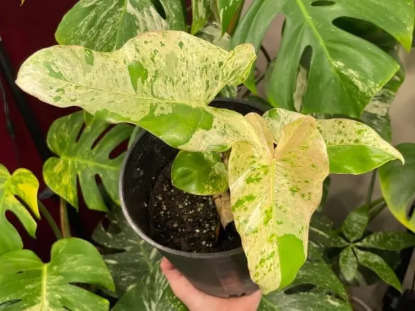 Philodendron Ilsemanii 2