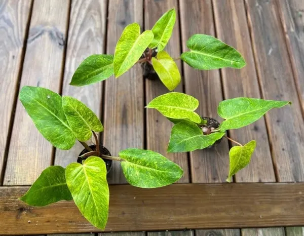 Philodendron Painted Lady 2